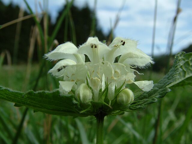 Lamium album / Falsa Ortica bianca